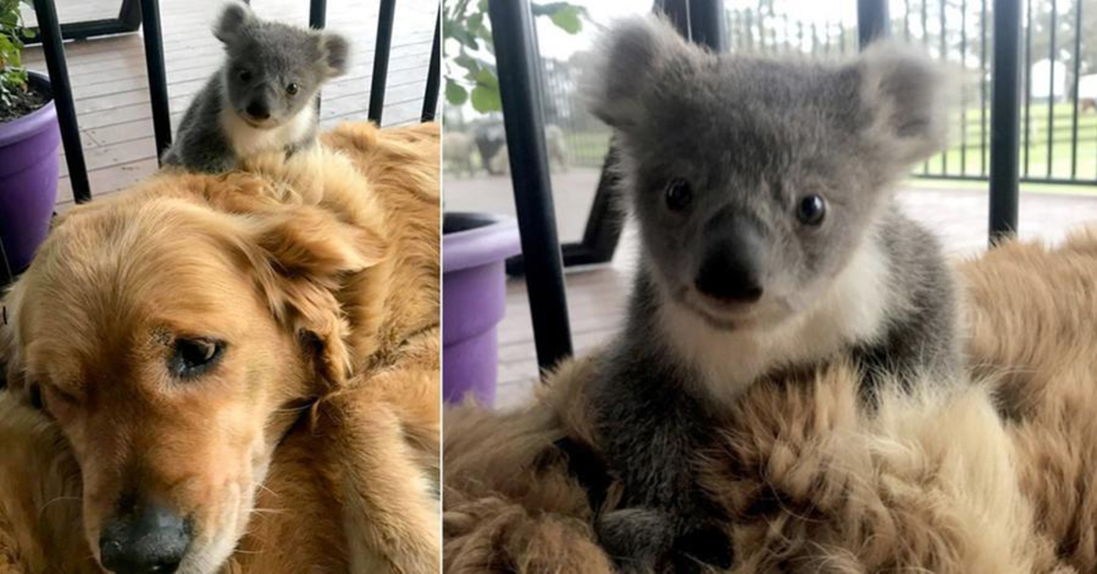Asha Golden Retriever adotta un koala