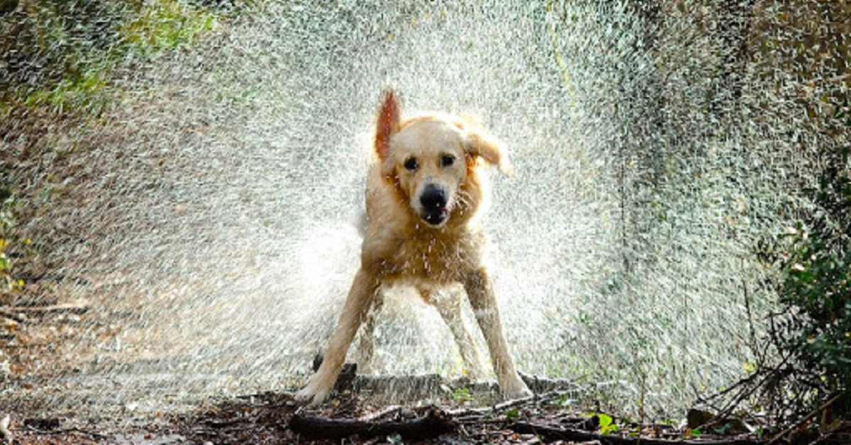 cane che ha fatto il bagno