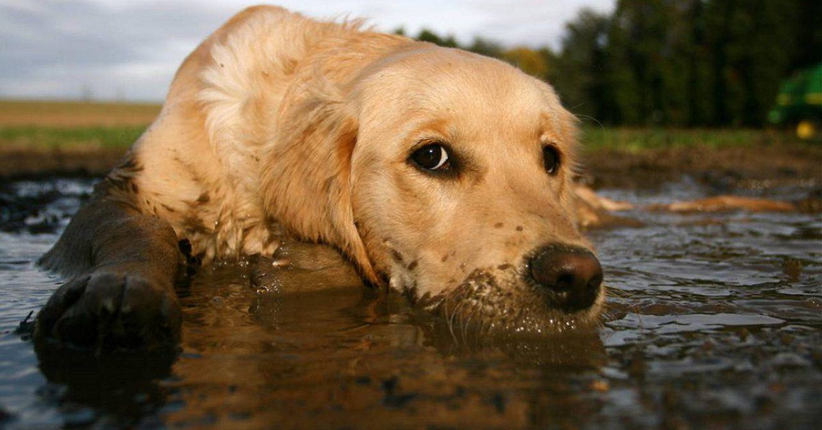 cane sporco di fango