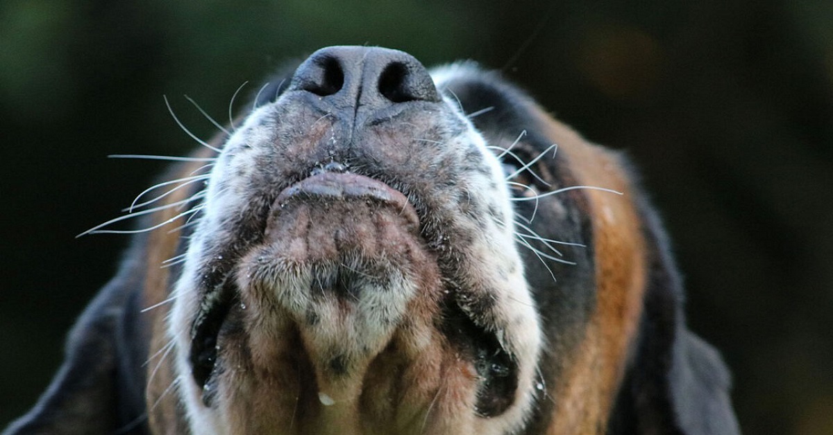 Cane perde i baffi, le motivazioni e i rimedi che ci possono aiutare