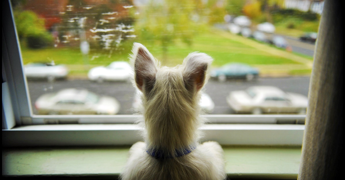cane guarda fuori dalla finestra