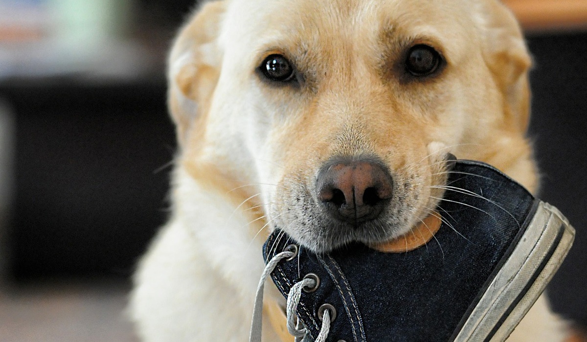 cane con una scarpa in bocca