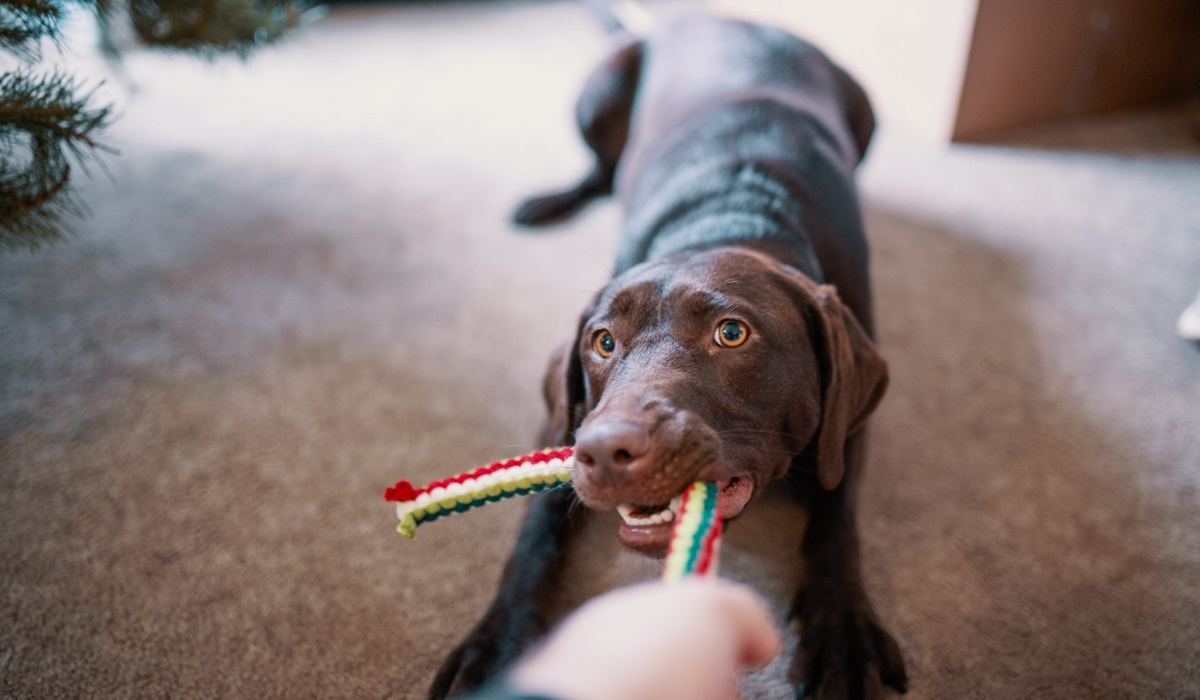 tira e molla con il cane