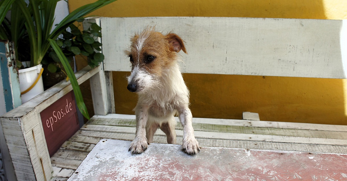 zampe del cane su tavolo