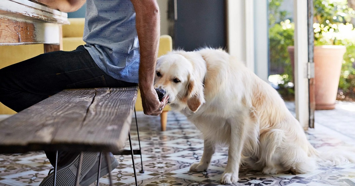 boccone di cibo extra per cane