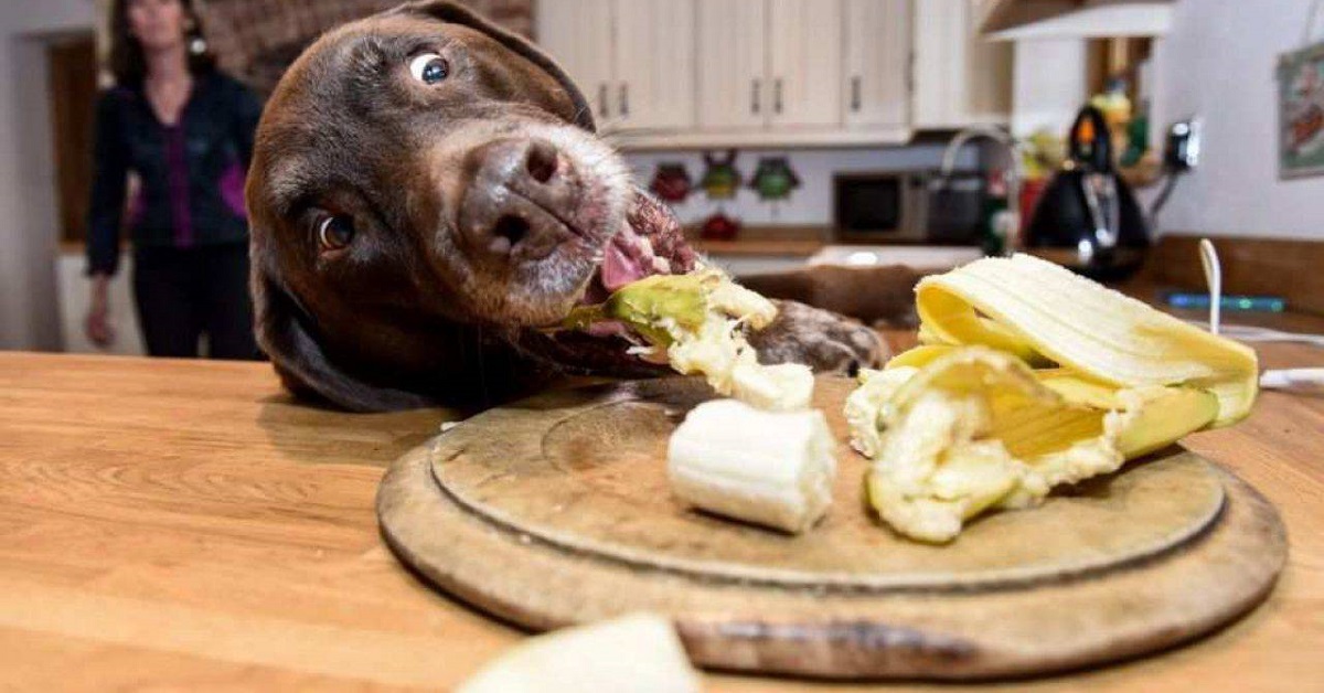 cane ruba il cibo dalla tavola