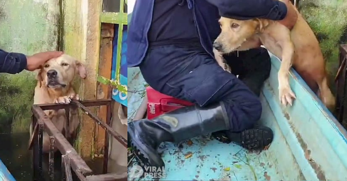 cane salvato in messico uragano