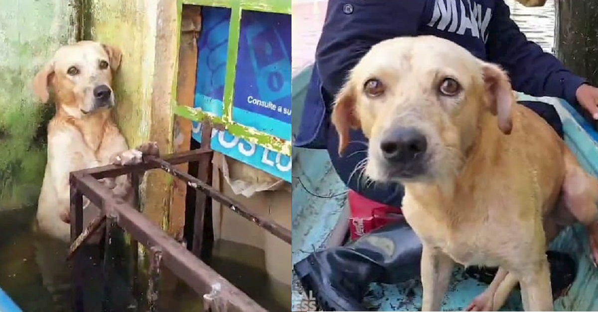 Trovato un cucciolo di labrador rimasto incastrato al balcone durante un’alluvione in Messico (VIDEO)