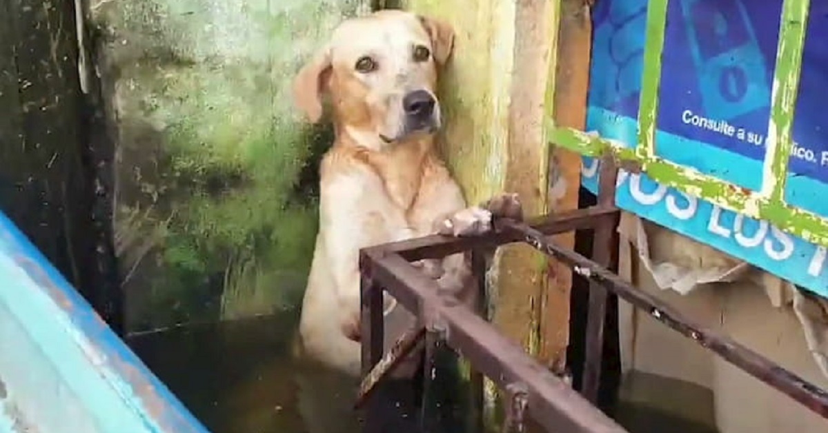 cane salvato messico uragano