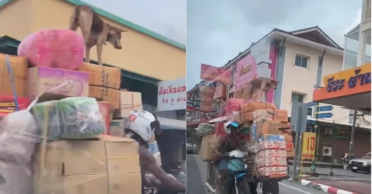 cane su uno scooter per le strade della Thailandia