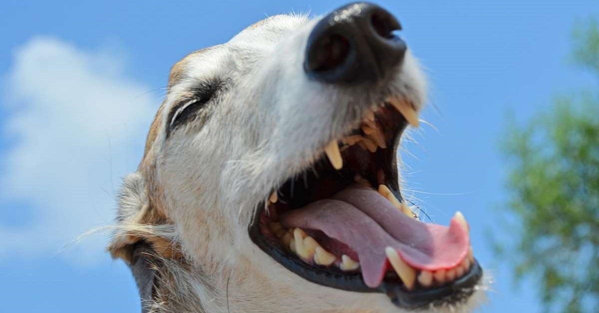 cane con i denti a vista