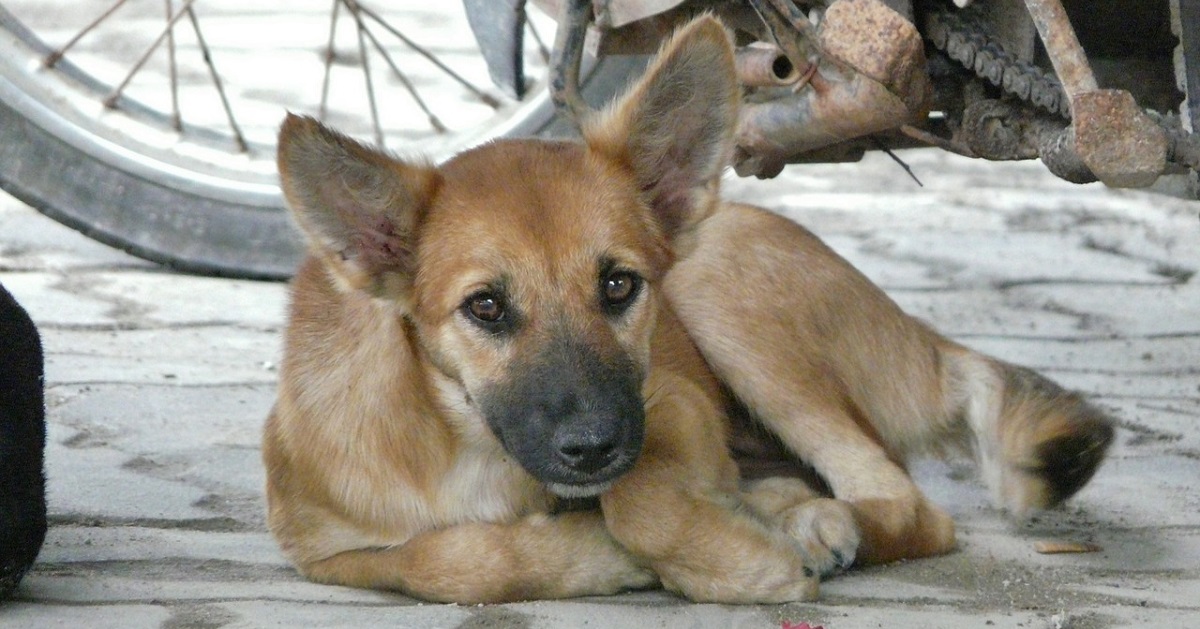 Il cane il bilico su uno scooter per le strade della Thailandia (VIDEO)