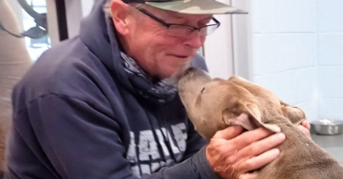 L’emozionante rincontro fra un uomo e il suo cucciolo di Pitbull Blue dopo 200 giorni di separazione (VIDEO)