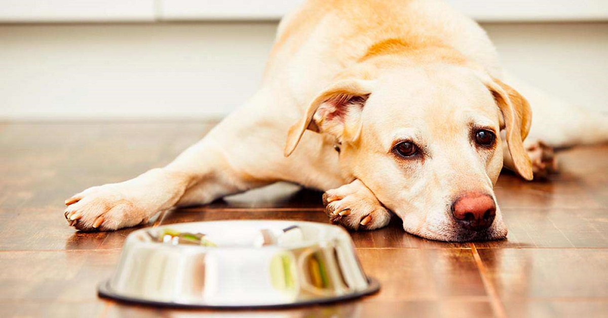 cane accucciato accanto a ciotola