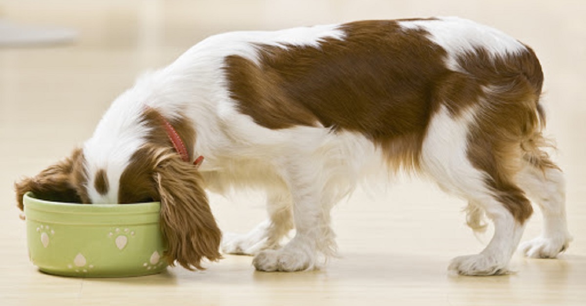 I cani possono mangiare i cedri? Cosa sapere su questi altri agrumi