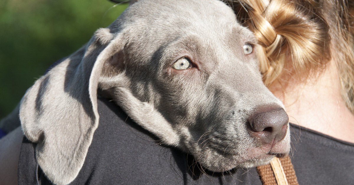 cucciolo di cane grigio