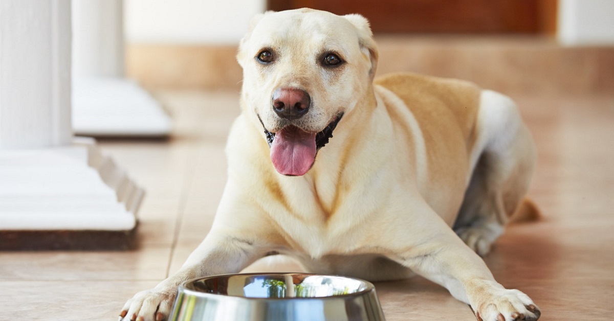 cane labrador