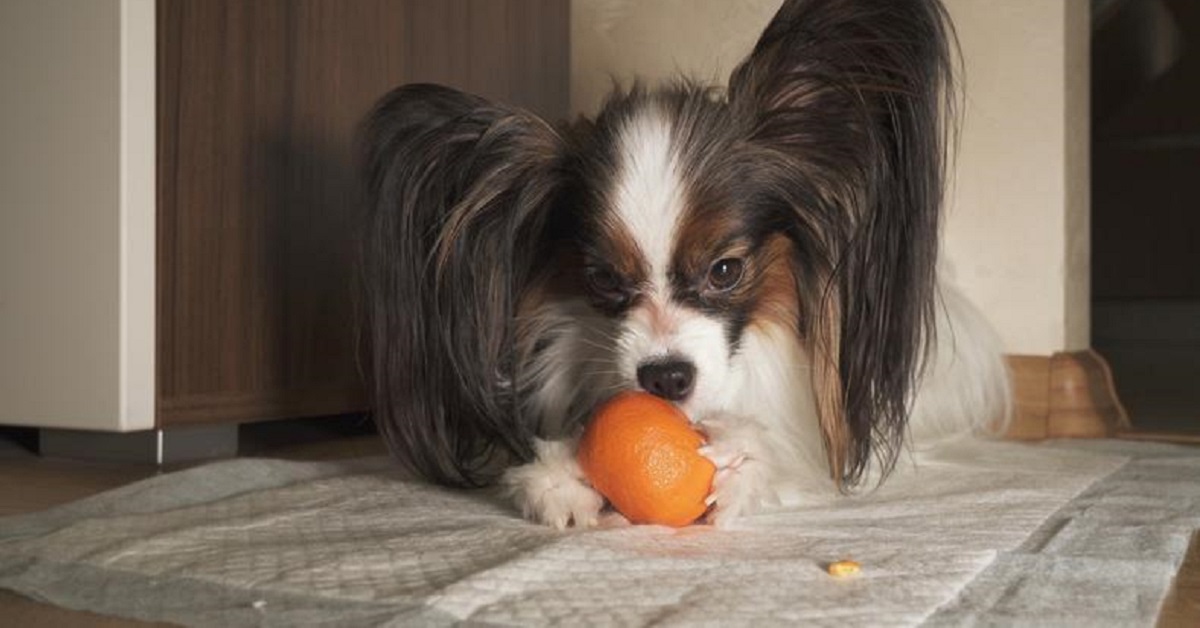 I cani possono mangiare i mandaranci? Cosa sapere su questi altri agrumi