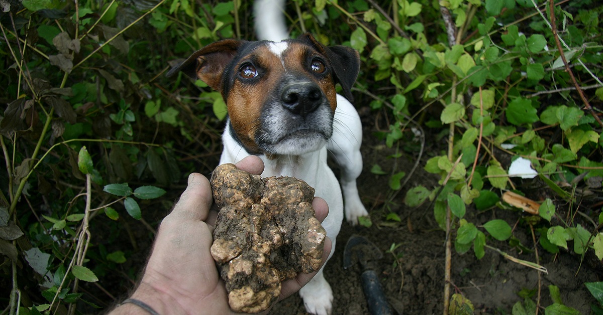 I cani possono mangiare il tartufo? Tutto quello che c’è da sapere