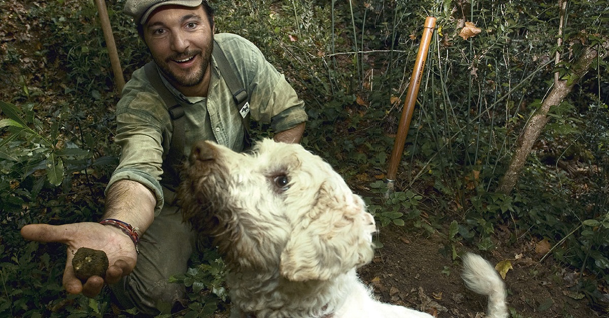 cane da tartufo al lavoro