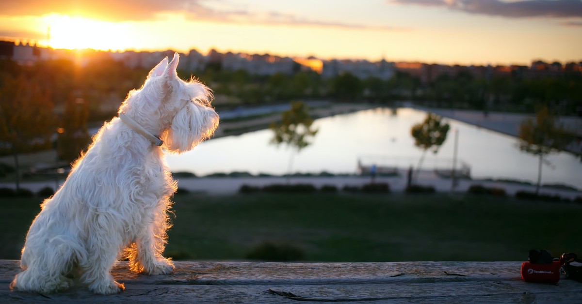 cuccioli di schnauzer