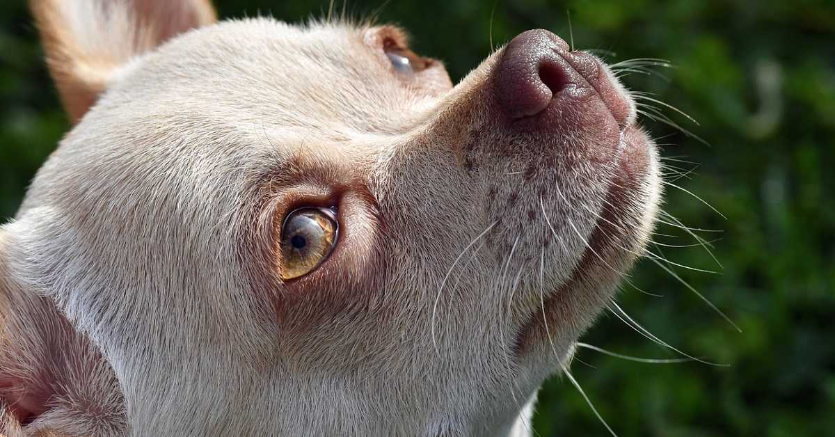 chihuahua cane