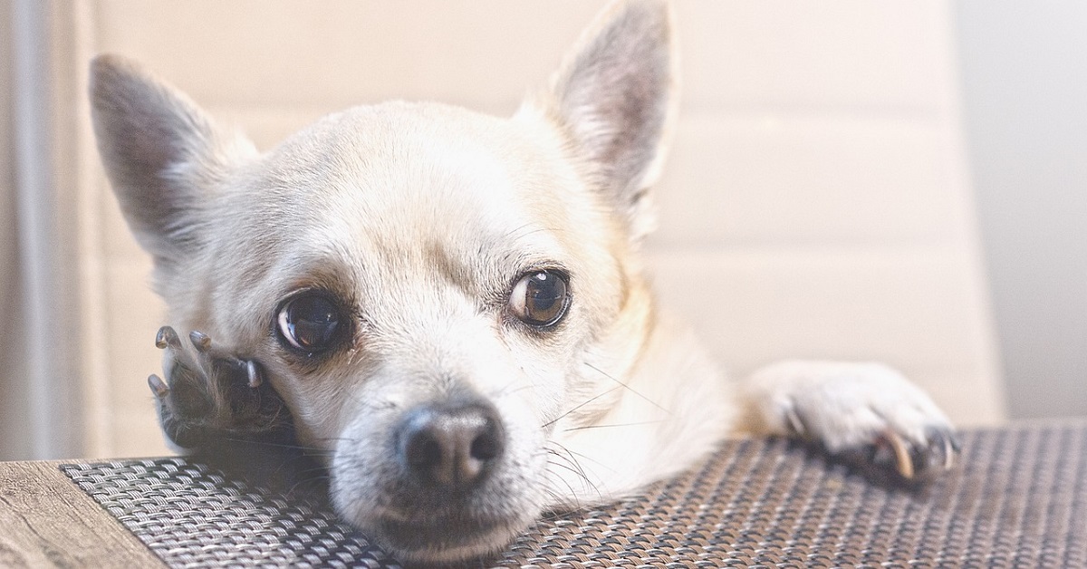 Il chihuahua che si tiene in forma sul tapis roulant (VIDEO)