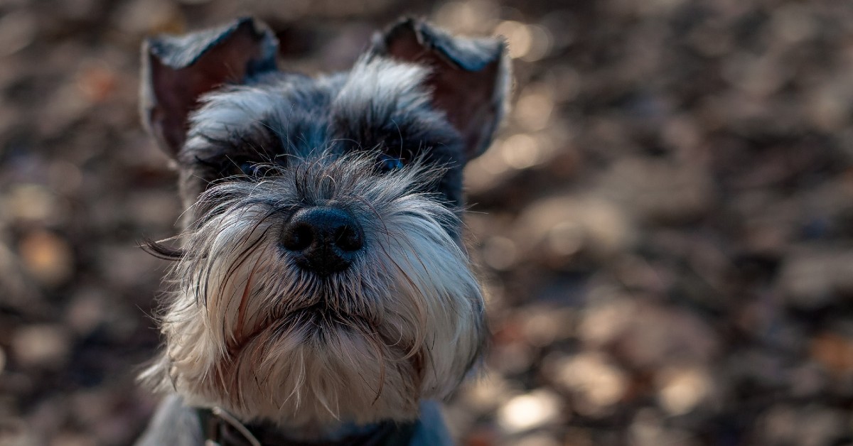 cuccioli di schnauzer