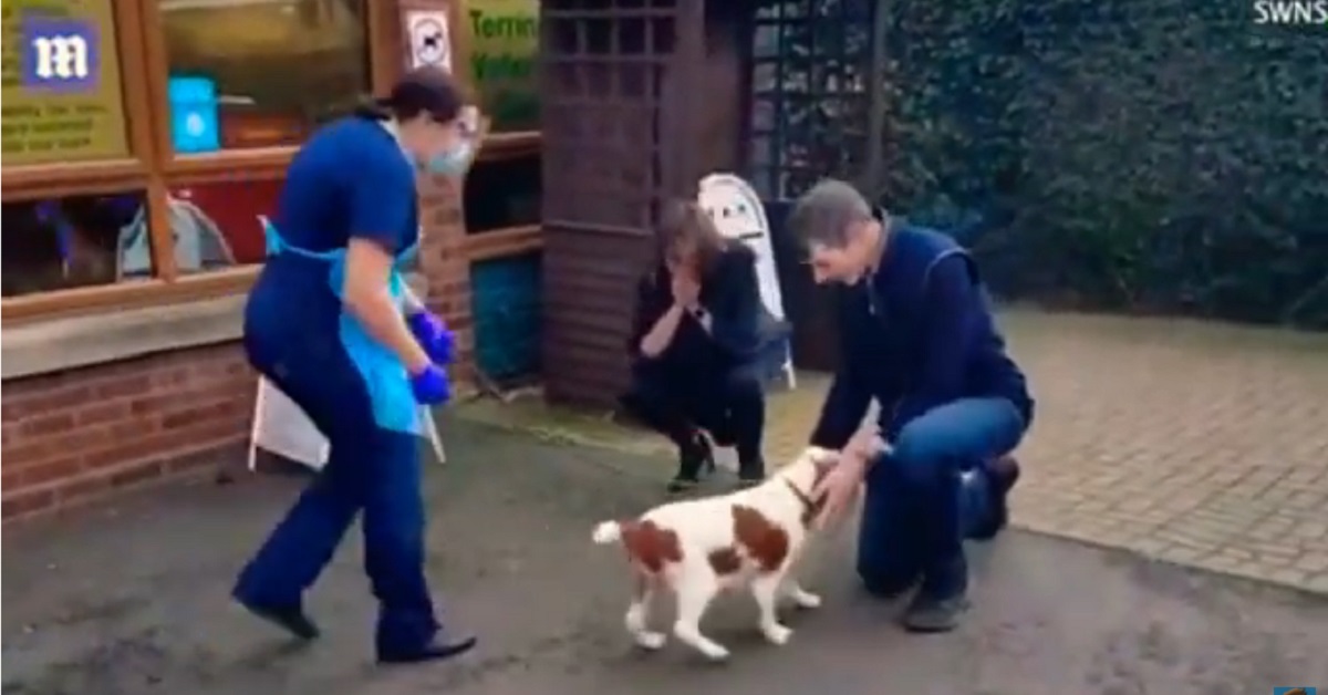 cocker spaniel torna dalla sua famiglia dopo 6 anni