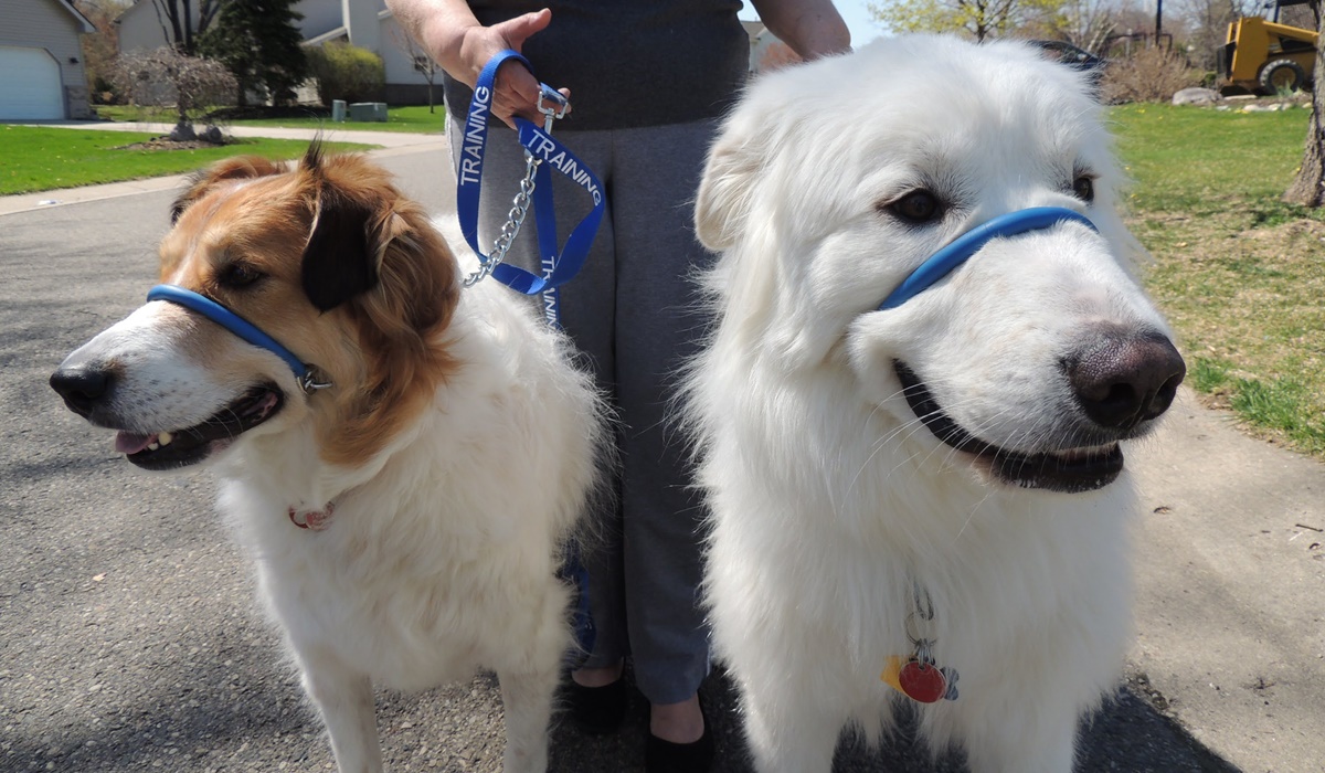 addestrare cani a passeggiare al guinzaglio