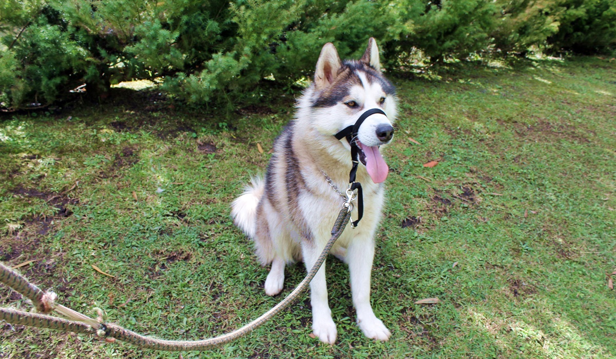 cane seduto sul prato