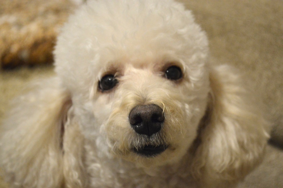 cane riccio pelo bianco