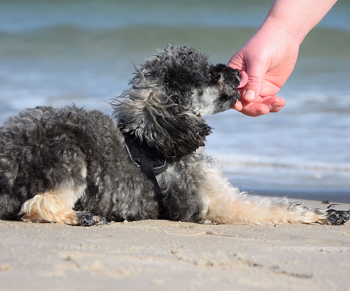 cane dimostra affetto