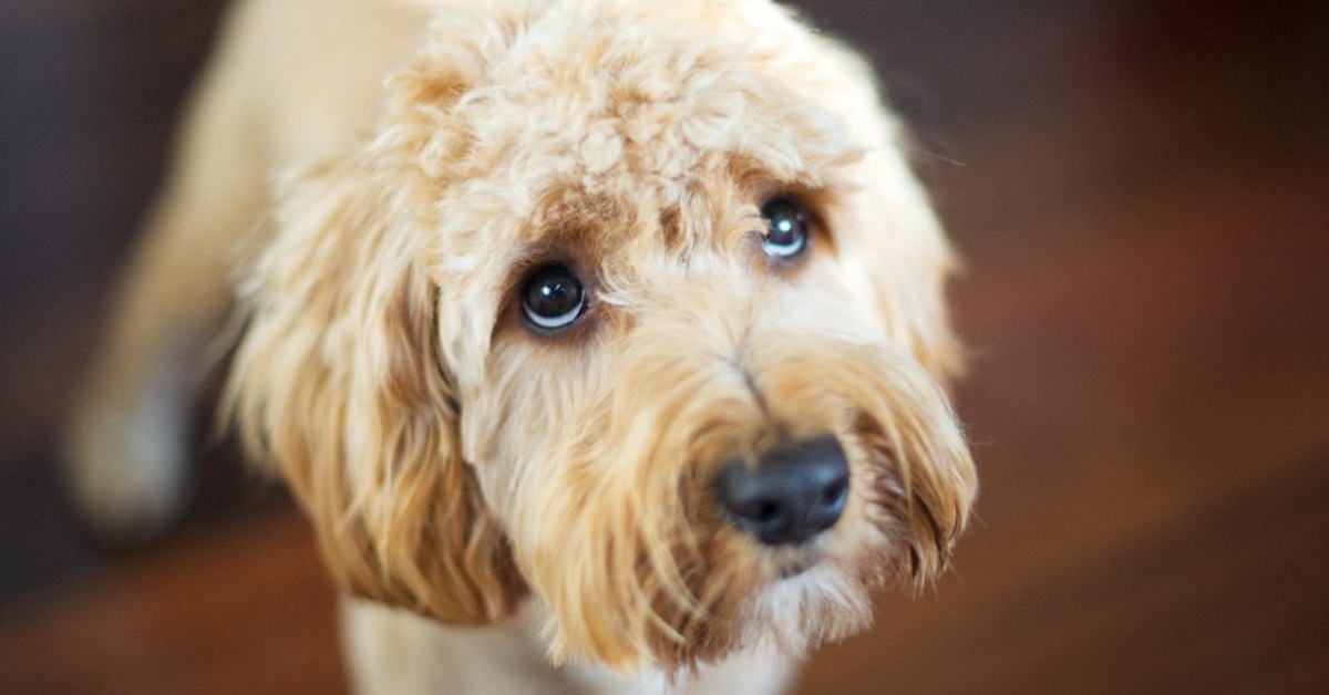 Come capire se il cane ha i vermi: tutti i sintomi, cosa guardare, la diagnosi e la cura