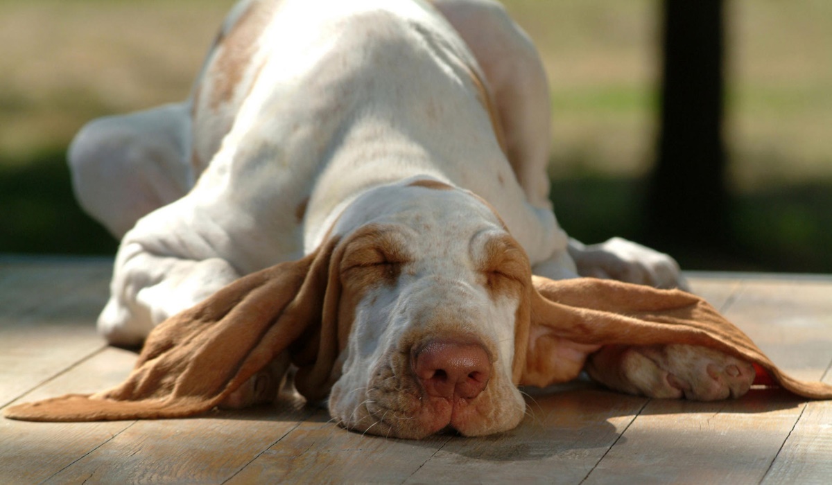 cane che dorme