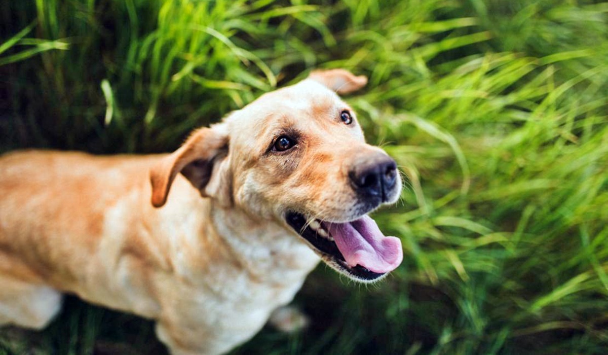 cane al parco