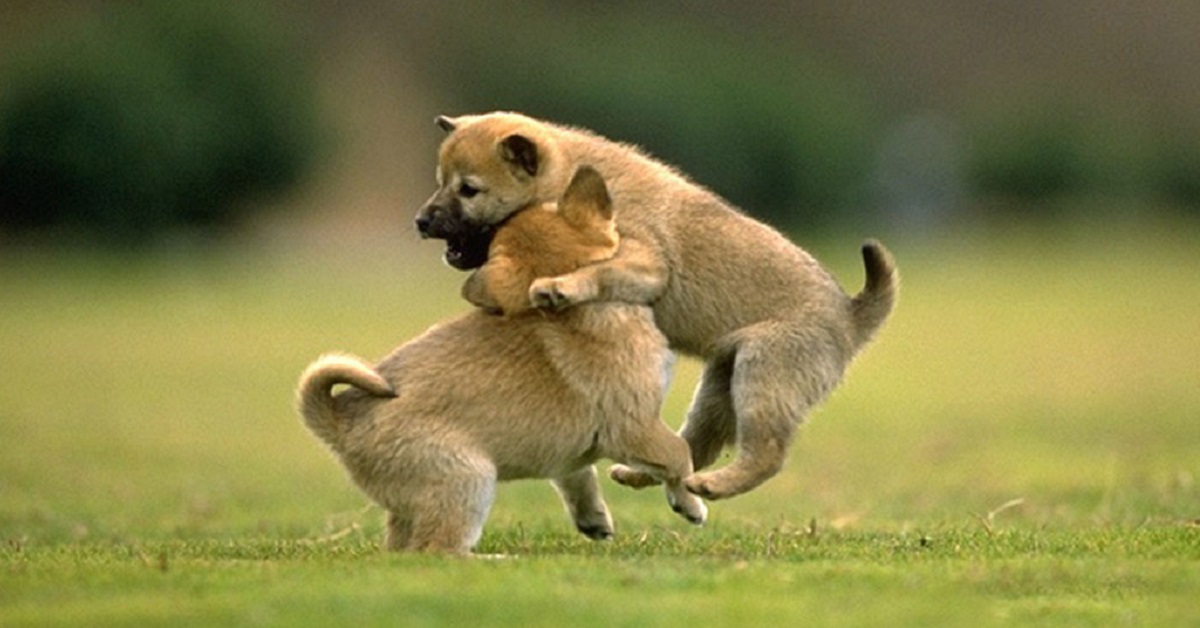 due cagnolini su un prato