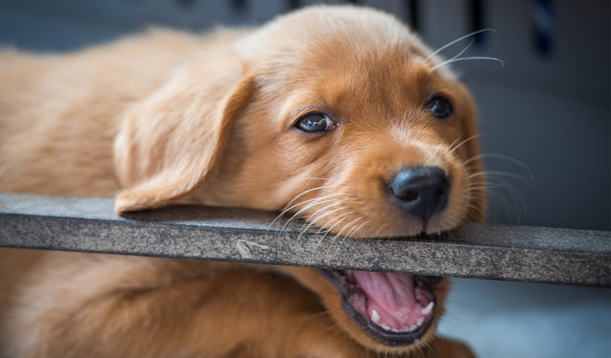 cucciolo di cane marrone