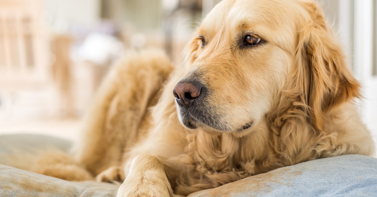 Come fare la flebo al cane: tutto ciò che bisogna sapere per non fare errori