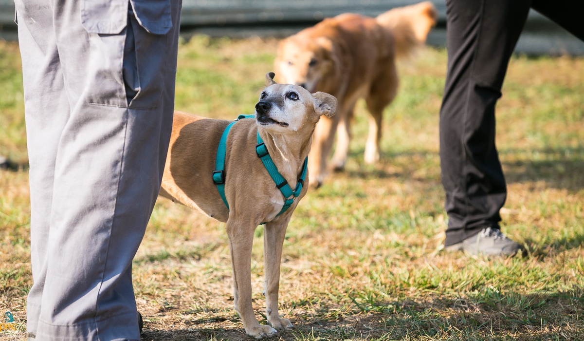 corso di addestramento per cani