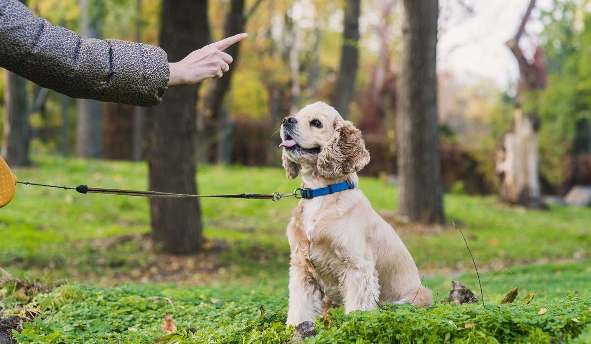 comandi di base per il cane