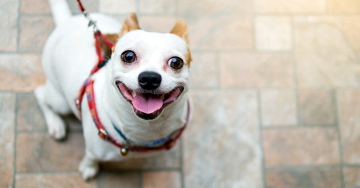 Come funziona un corso di addestramento per cani? Ecco cosa sapere