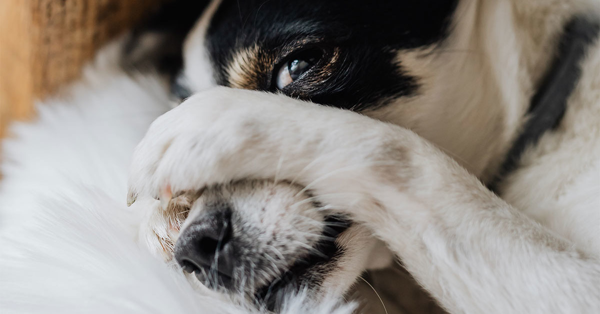 Come nutrire il cane con il muso rotto: metodi per alimentare Fido e farlo stare meglio