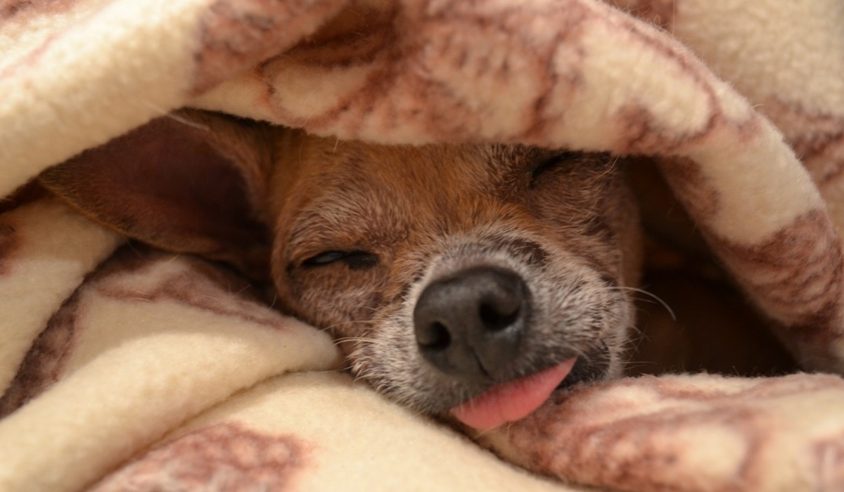 cane dorme con la lingua di fuori