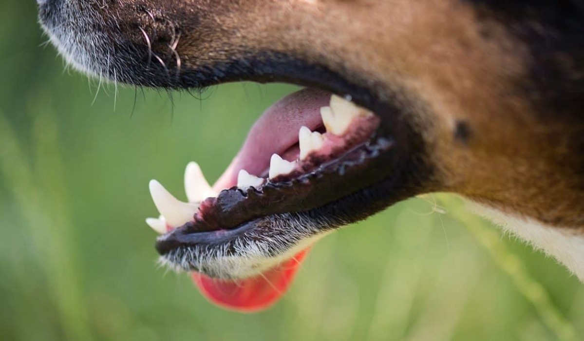 denti del cane