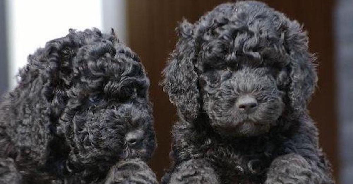 cagnolini neri dal pelo riccio