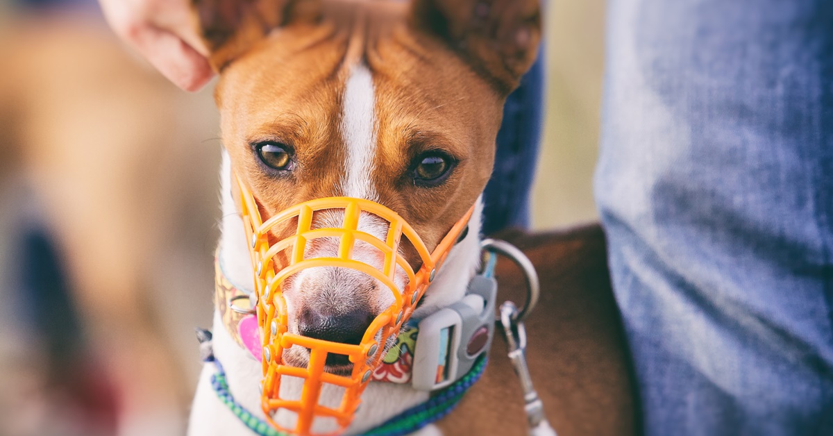 Come scegliere la museruola per il cane: modelli e tipologie per non fare male a Fido