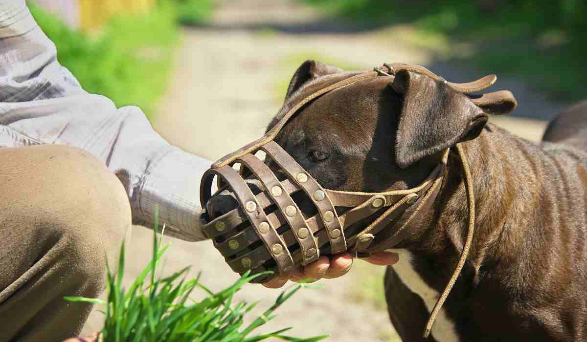 cane aggressivo deve indossare la museruola