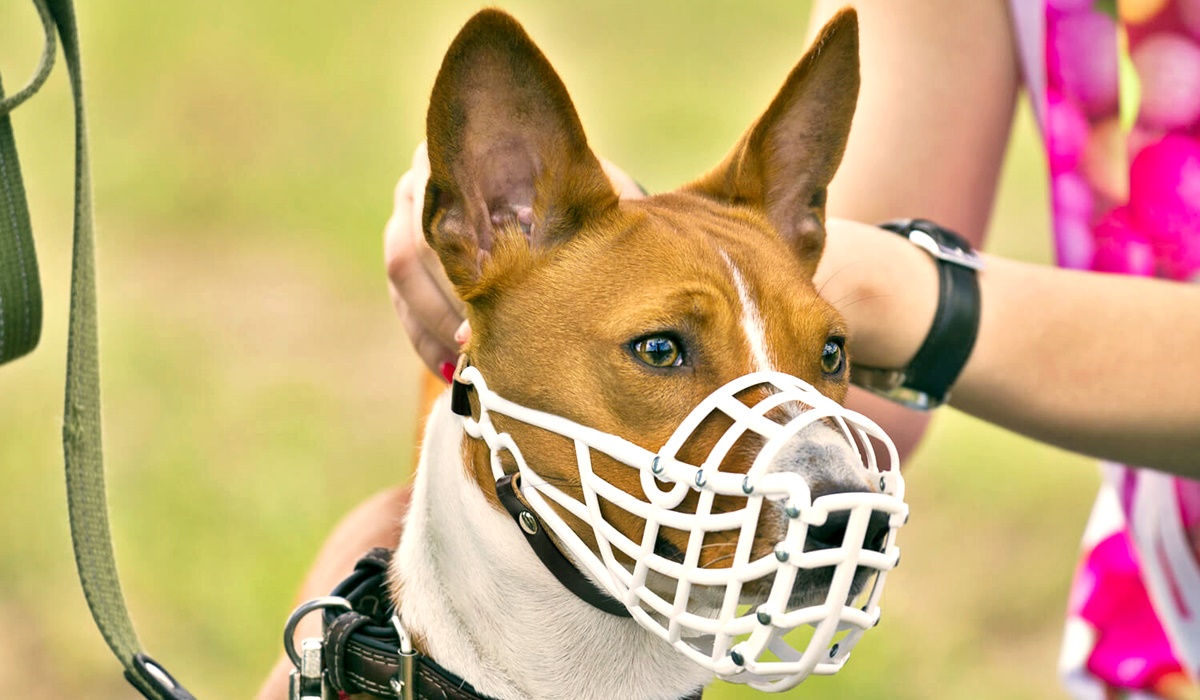 museruole per cani di piccola taglia