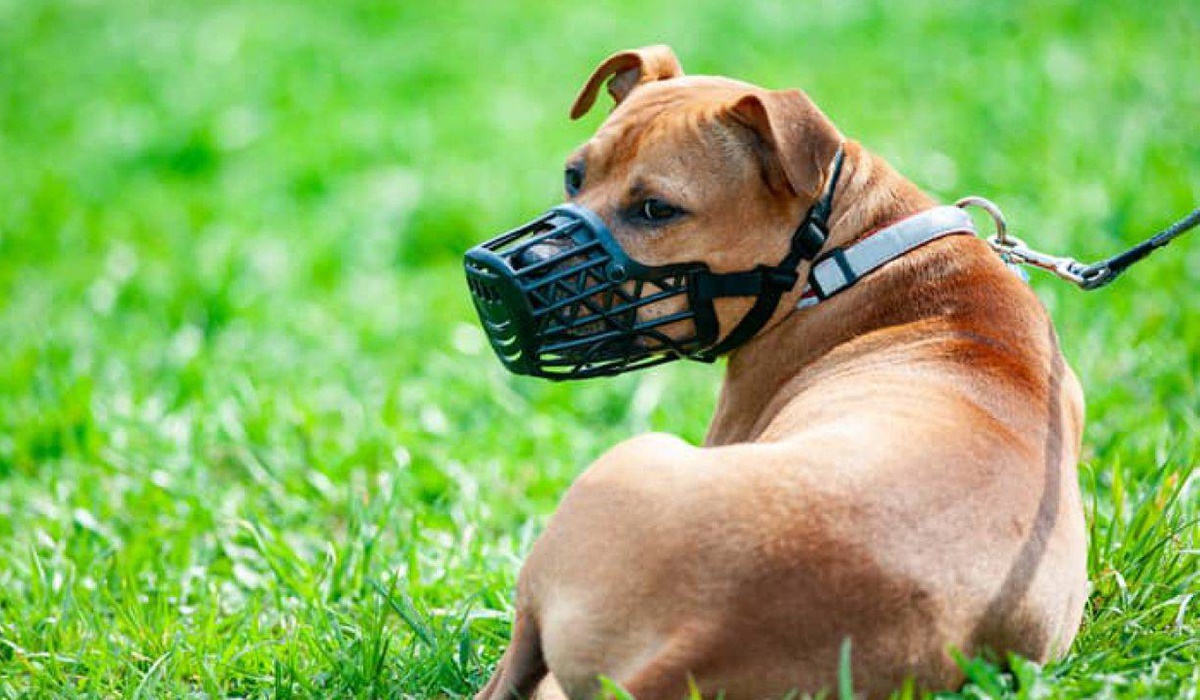 cane al parco regole